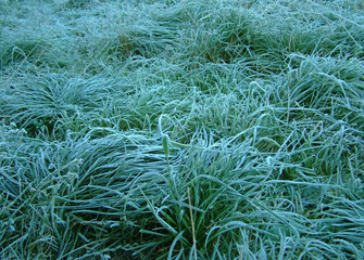 Grass covered with hoarfrost in the frosty morning