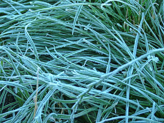 Grass covered with hoarfrost in the frosty morning