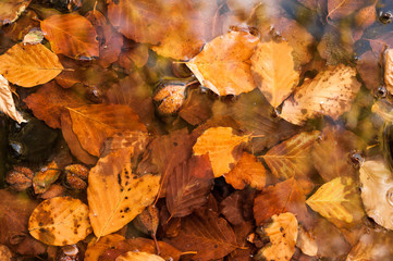 autumn leaves in water background