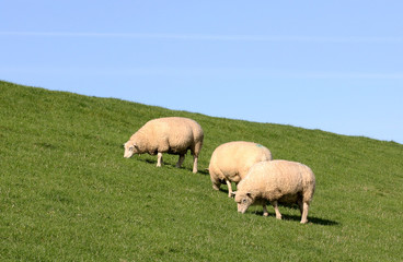 Obraz na płótnie Canvas sheep on the dike in Friesland