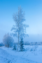 Russian winter forest in snow