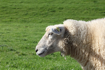 Obraz premium View of Sheep in a Green Field....