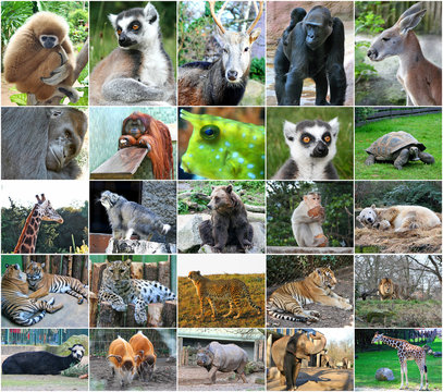 Fototapeta Collage photos of some wild animals