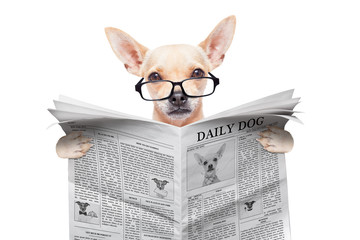 chihuahua newspaper dog