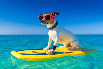 Foto auf Acrylglas Lustiger Hund Surfer Hund