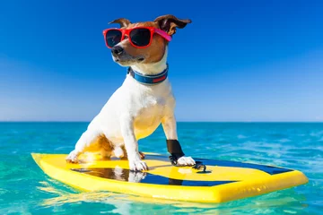 Gartenposter Lustiger Hund Surfer Hund