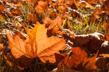 autumn leaves sunlight