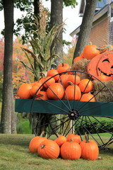 Several pumpkins and Jack-O-Lantern