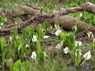 春のミズバショウ