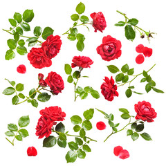 Naklejka premium Red roses