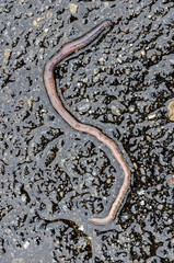 Regenwurm