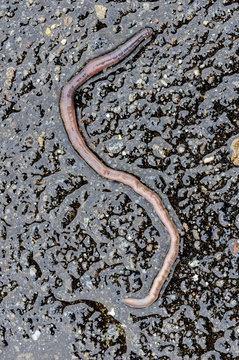 Regenwurm