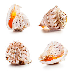 Shell set