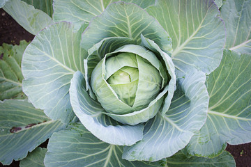 Fototapeta premium Cabbage in the garden