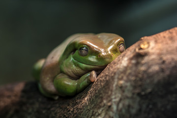 Australian green tree frog (Litoria caerulea)