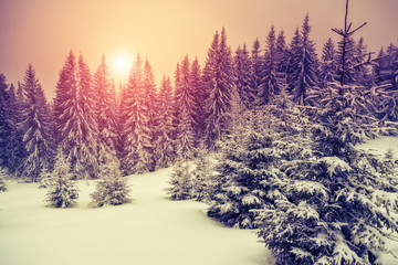 wonderful winter landscape