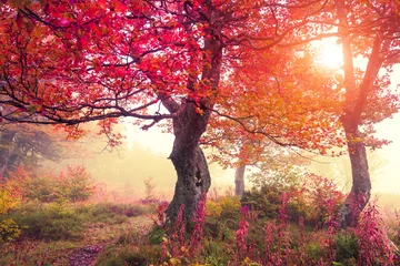 Selbstklebende Fototapete Herbst Herbstwald