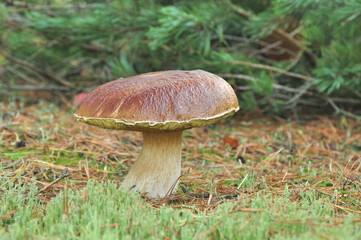 borowik