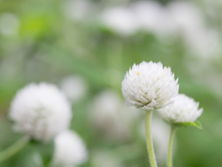 白くてかわいいセンニチコウ