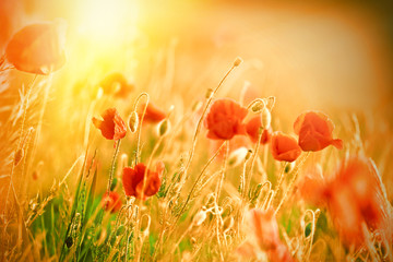 Naklejka premium Beautiful poppy flowers in meadow lit by sunlight