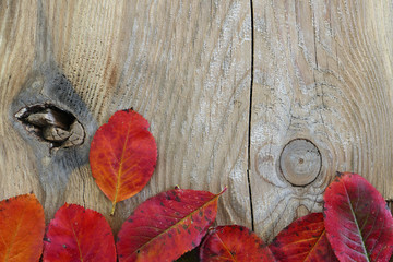 autumn background, wooden board with red leaves at one side