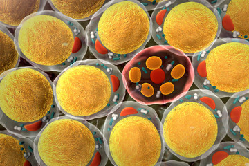 fat cell, cells