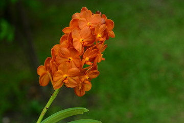 Orange Orchid flowers look fresh.
