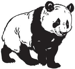 Obraz premium panda black and white