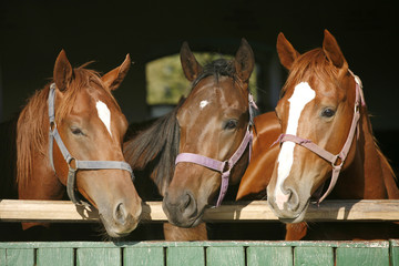 Nice thoroughbred horses in the stable.
