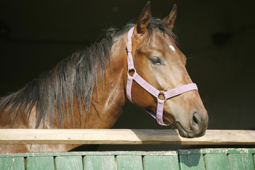 Close-up of a youngster chestnut bay