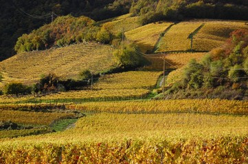 Vigne sulla Strada del Vino presso Caldaro