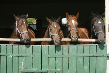 Obraz premium Beautiful thoroughbred horses at the barn door.