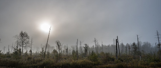 Misty marsh with dry trees