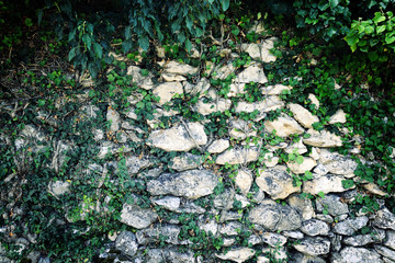 stone wall with ivy