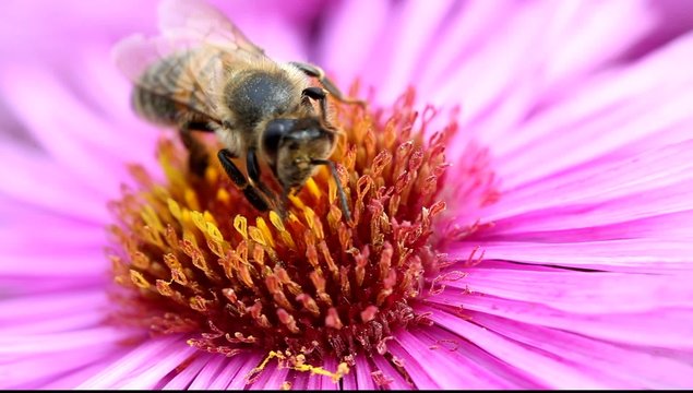 Bee on Michaelmas daisy.