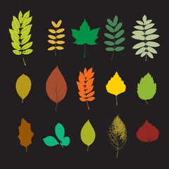 Fototapeta premium Leaf set