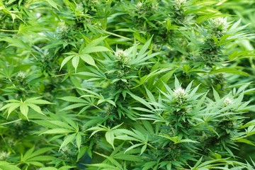 Naklejka na ściany i meble Large Cannabis plants in blossom
