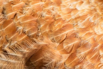 Hen feathers detail © Stéphane Bidouze