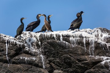 Cormorants birds on rock - 71088983