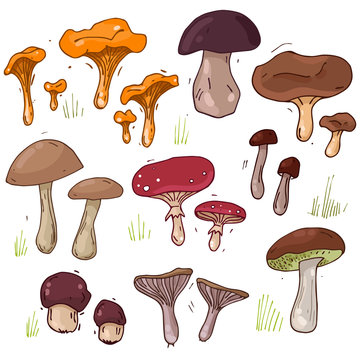 Big mushrooms set