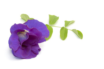 Blue pea isolated on the white background
