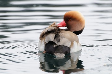 Canard Nette Rousse de profil © Gilles Oster