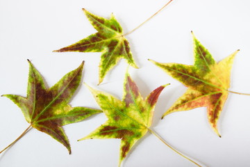 green-yellow autumnal leafs