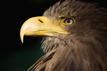 Orel mořský,.Haliaeetus albicilla,.White-tailed Eagle,.Seeadler