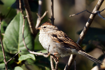 Chipping sparrow