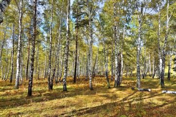 Fototapeta premium Sunny day in birch forest