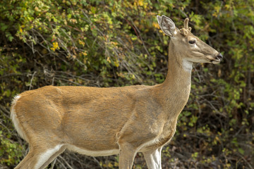 Closeup of white tailed deer.