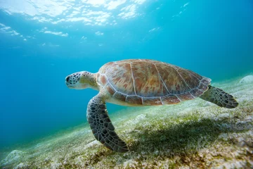 Keuken foto achterwand Schildpad Karetschildpad zeeschildpad