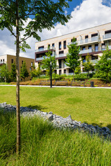 Tree in green area in front of newly built block of flats