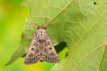 Tholera decimalis